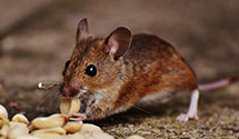 24 Hour & Emergency Exterminators in Jersey City, WI